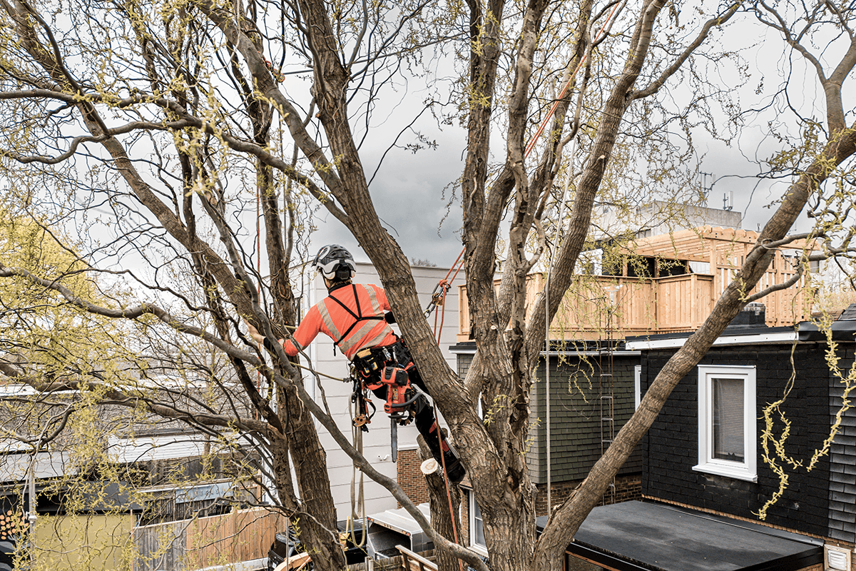 Welcome to JL Tree Surgery