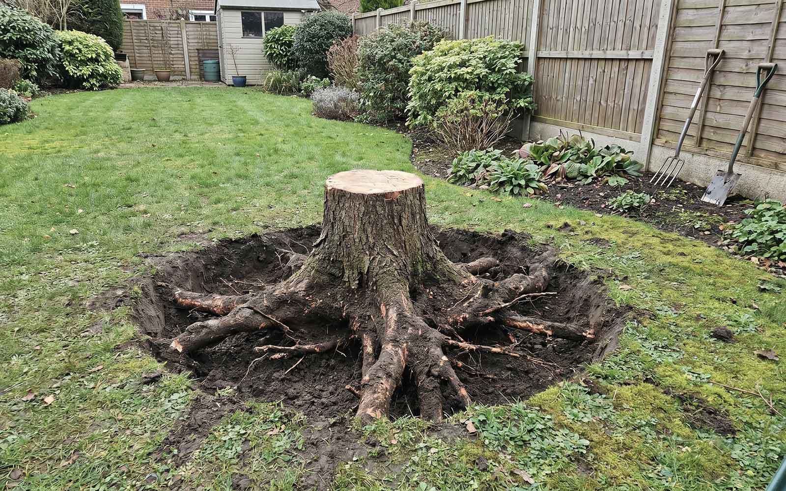 JL Tree Surgery Work