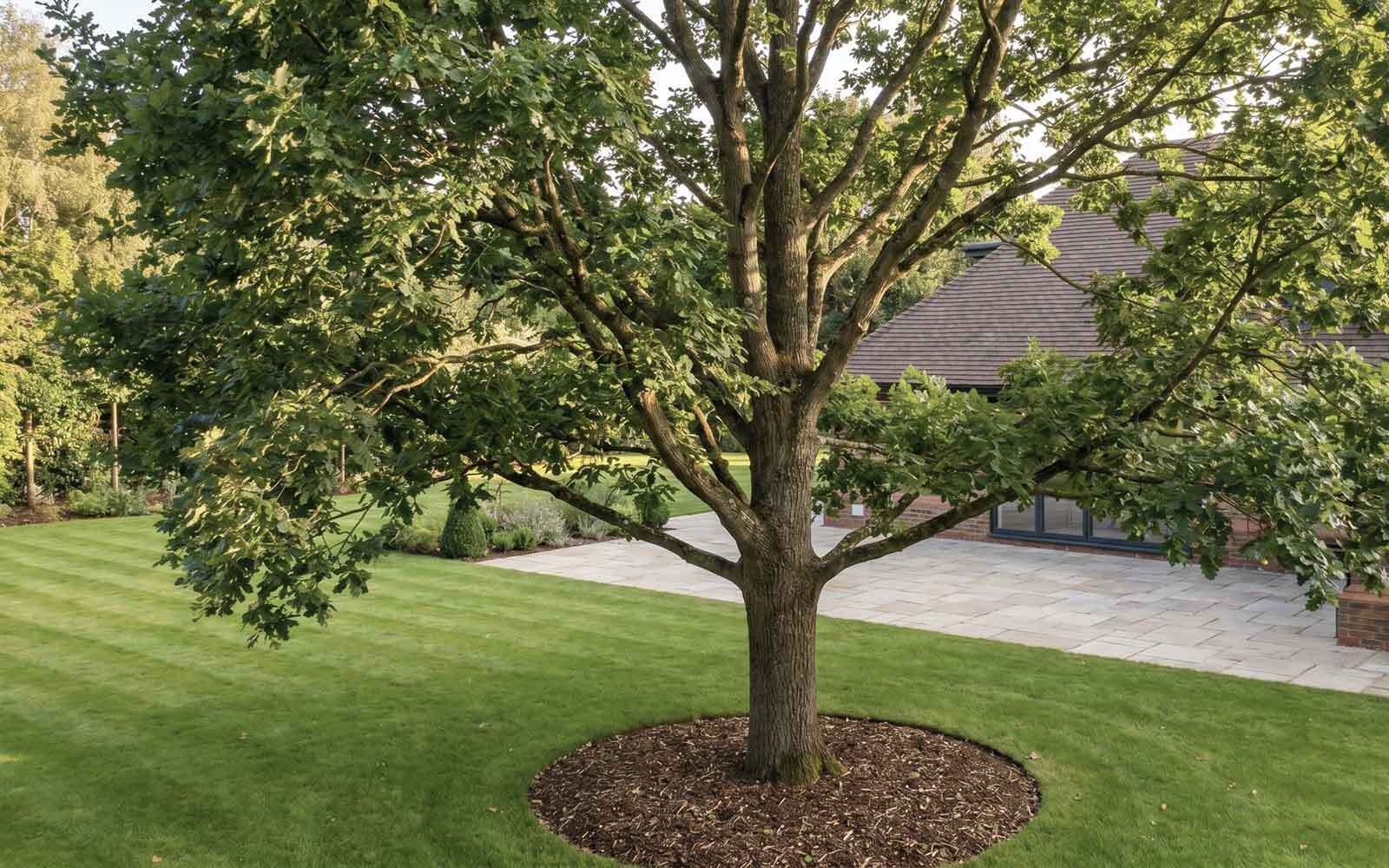 JL Tree Surgery Work