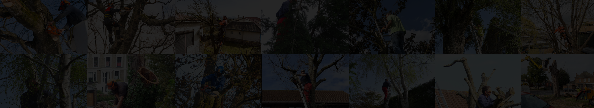 JL Tree Surgery